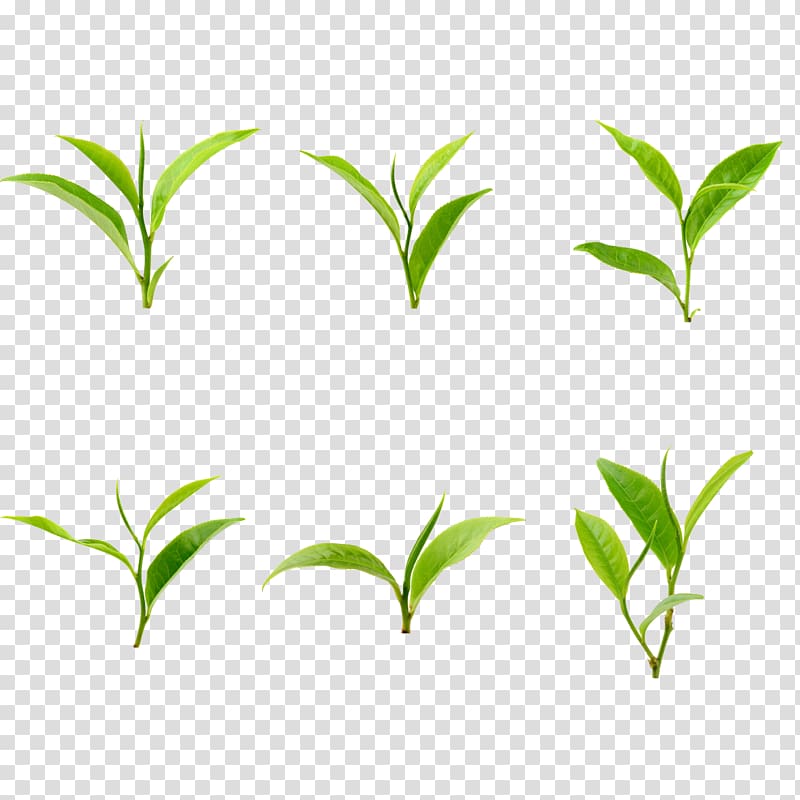 Green Leaf Grass Branch, Green grass transparent background PNG clipart