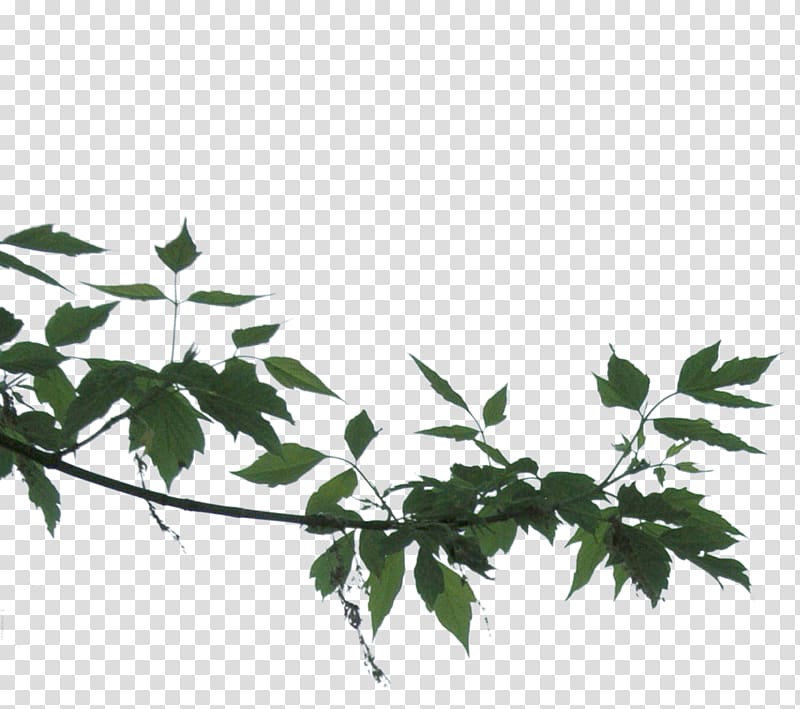 Dear Mel Flower Comentario Plant stem Twig, lakeside transparent background PNG clipart
