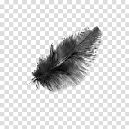 Light Black Feather transparent background PNG clipart