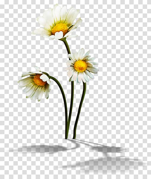 German chamomile , camomile transparent background PNG clipart