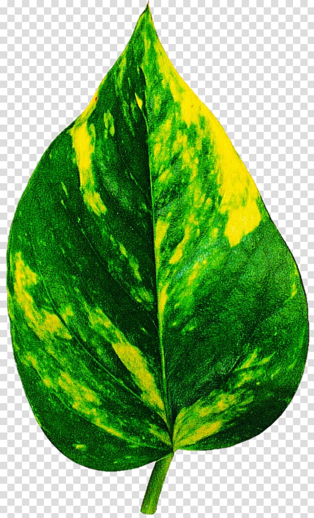 Leaf Houseplant care Dieffenbachia seguine Dieffenbachia amoena, Leaf transparent background PNG clipart