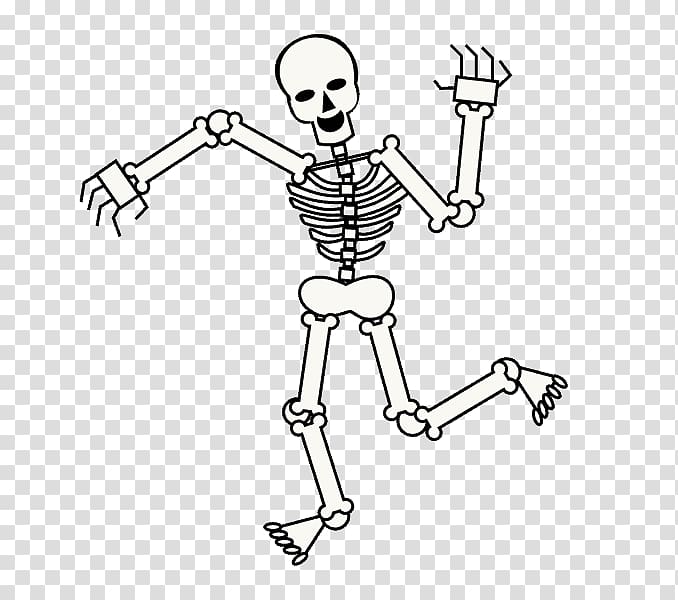 Human skeleton Drawing Cartoon Skull, Skeleton transparent background PNG clipart