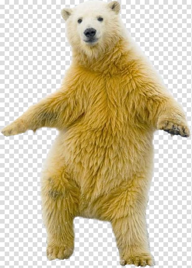 Polar bear Dance YouTube, polar bear transparent background PNG clipart
