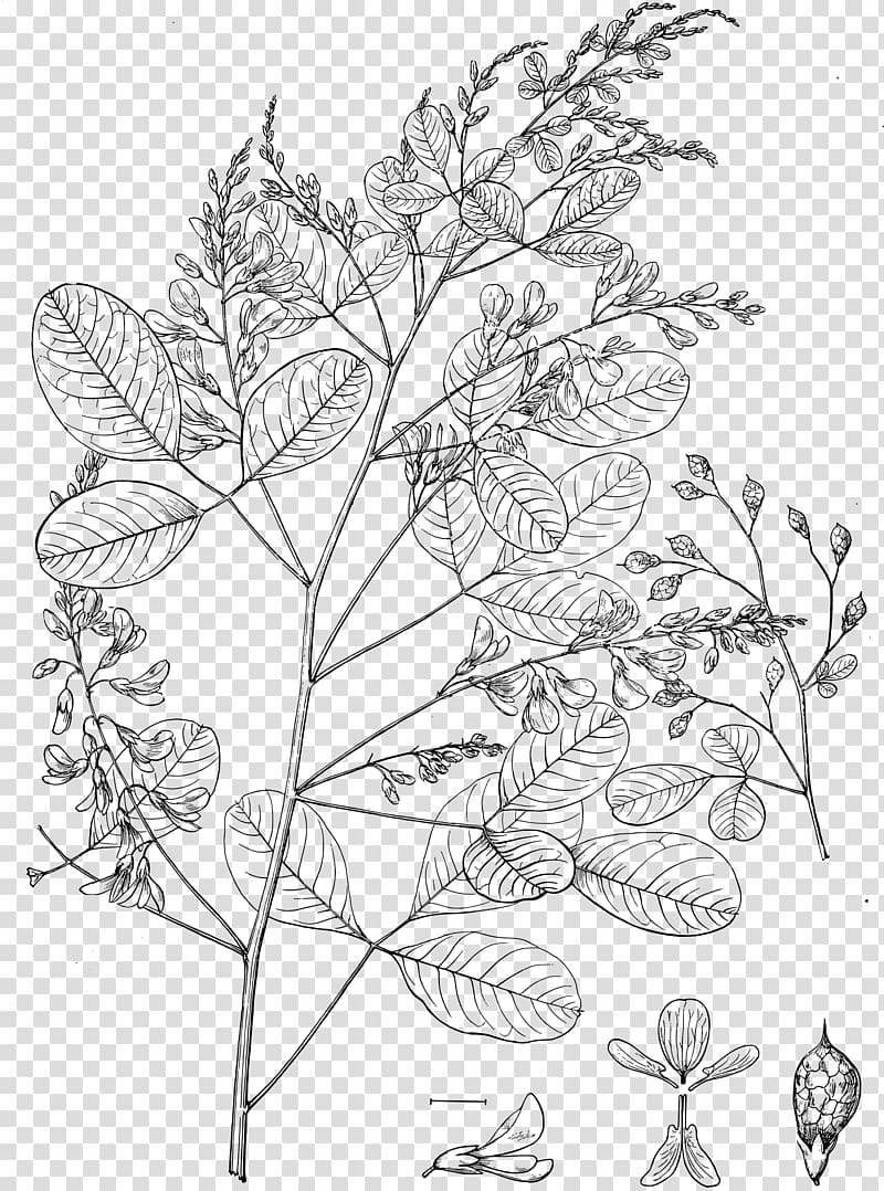 Thunberg's lespedeza Lespedeza bicolor Flowering plant Line art, plant transparent background PNG clipart
