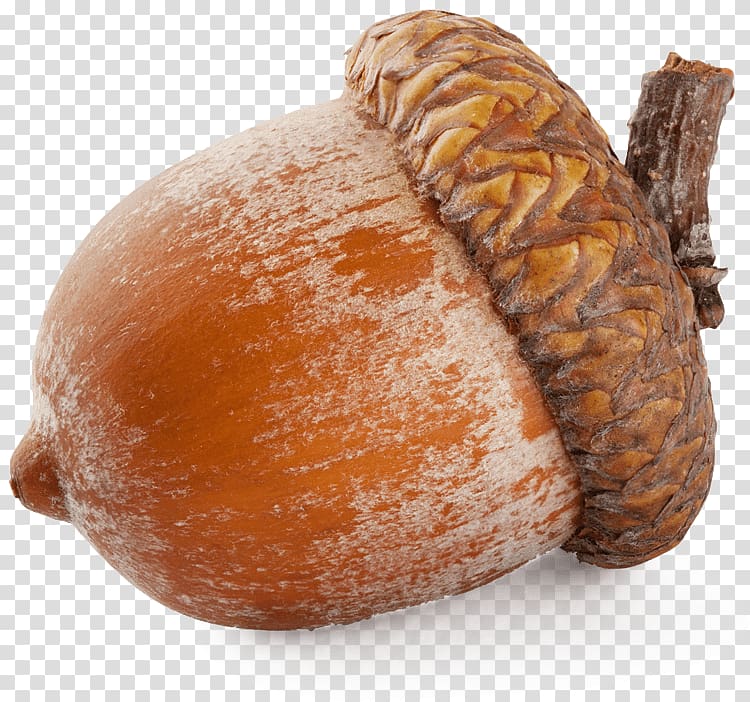 brown acorn, Large Acorn transparent background PNG clipart