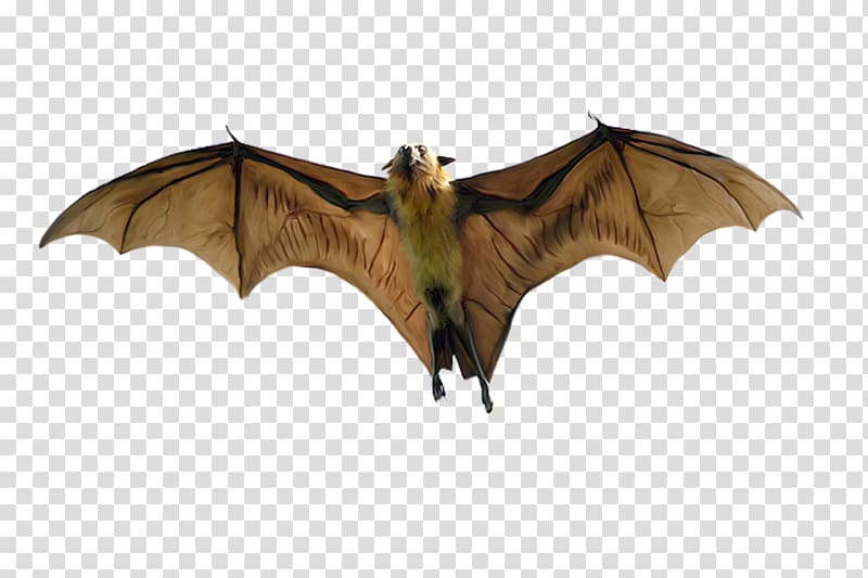 Indian flying fox Large flying fox Black flying fox Megabat, Hand-painted bat transparent background PNG clipart