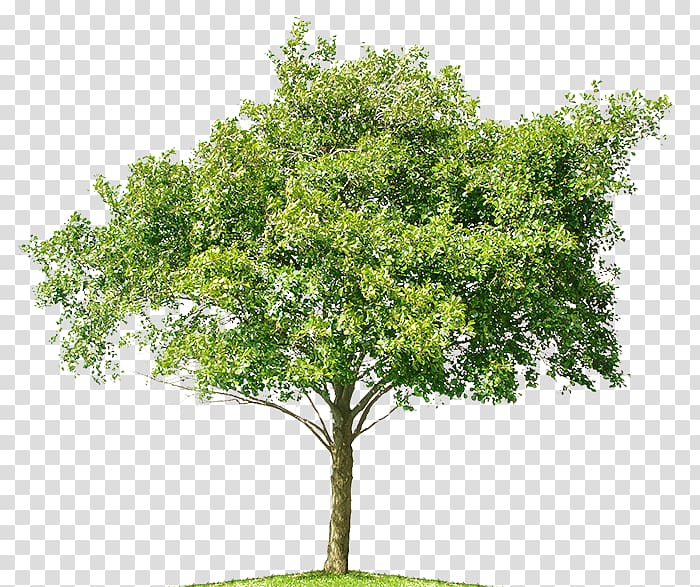 Tree Mangifera indica Mango Bonsai, spring tree transparent background PNG clipart