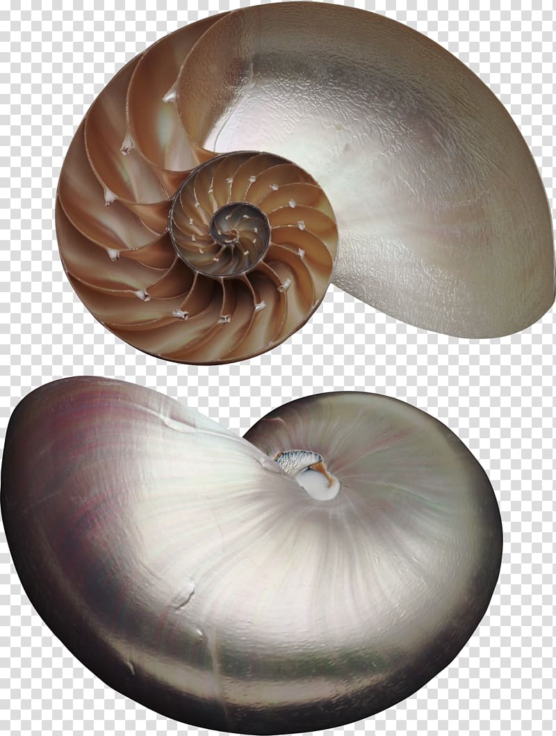 Nautilus Seashell Marine invertebrates Animal Pearl, die mubarakreligion transparent background PNG clipart