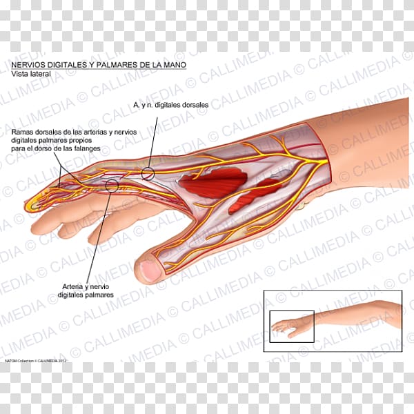 Thumb Proper palmar digital nerves of median nerve Hand Palmar interossei muscles, hand transparent background PNG clipart
