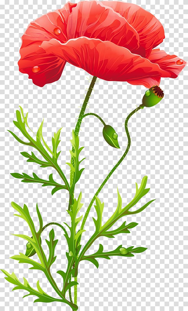 Poppy Flower, poppies transparent background PNG clipart