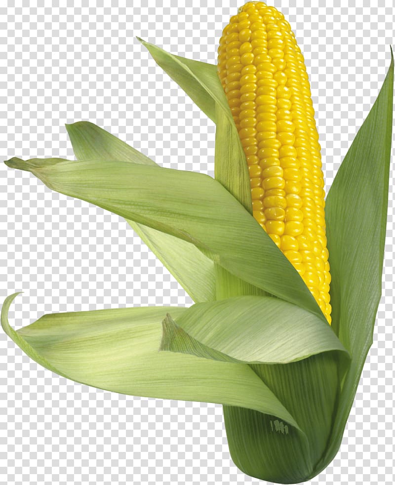 Corn on the cob Maize Sweet corn, Corn transparent background PNG clipart