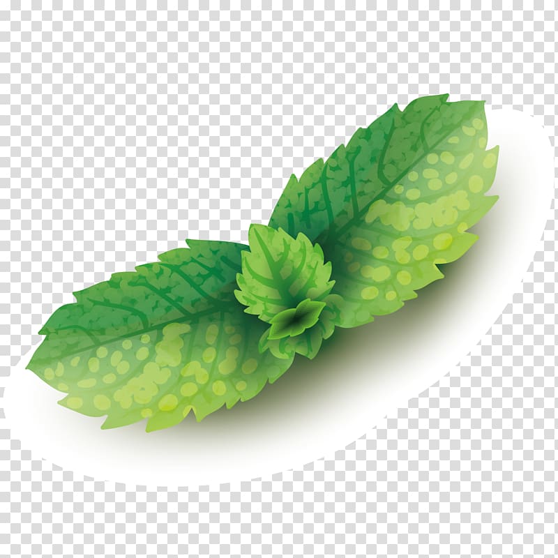 Mentha spicata Leaf Euclidean , dog ginger leaves transparent background PNG clipart