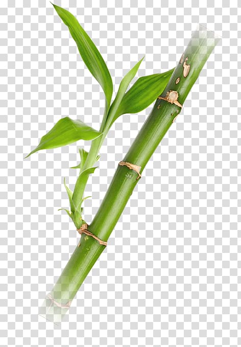 Bamboo transparent background PNG clipart