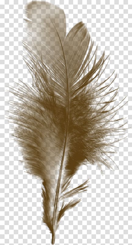 Feather Bird Paintbrush Quill, pince nez transparent background PNG clipart