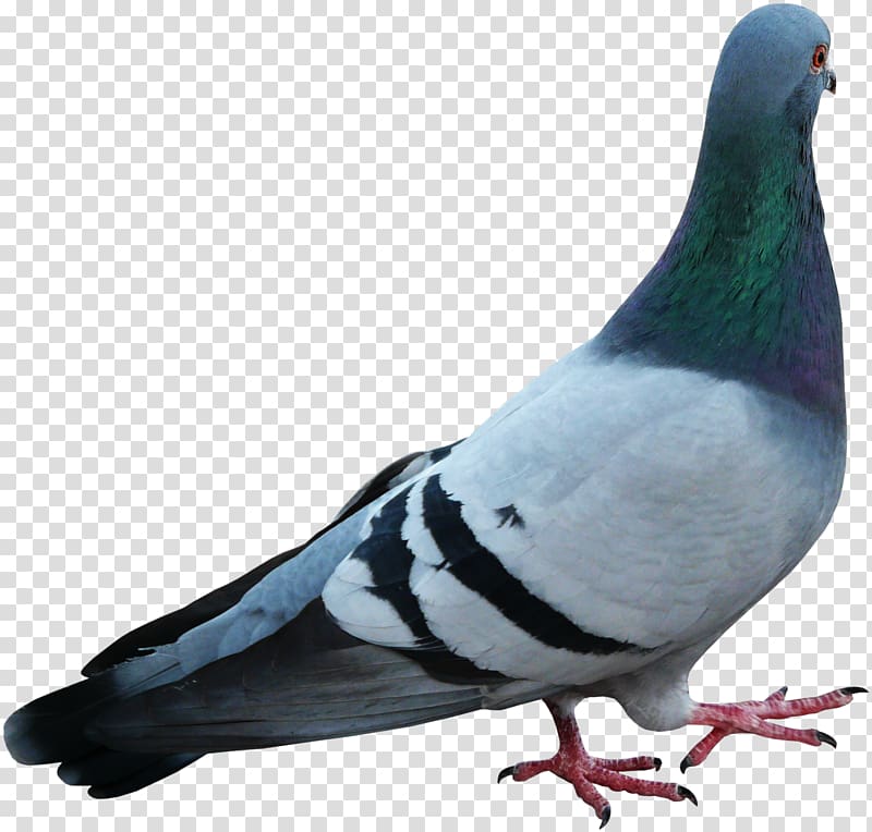 dove Bird Beak Feather, pigeons 12 0 1 transparent background PNG clipart