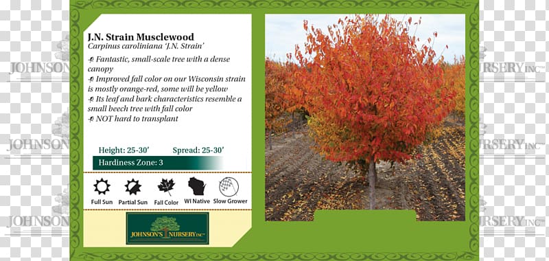 Seven-sons tree Shadbush Autumn Smoke tree, autumn transparent background PNG clipart