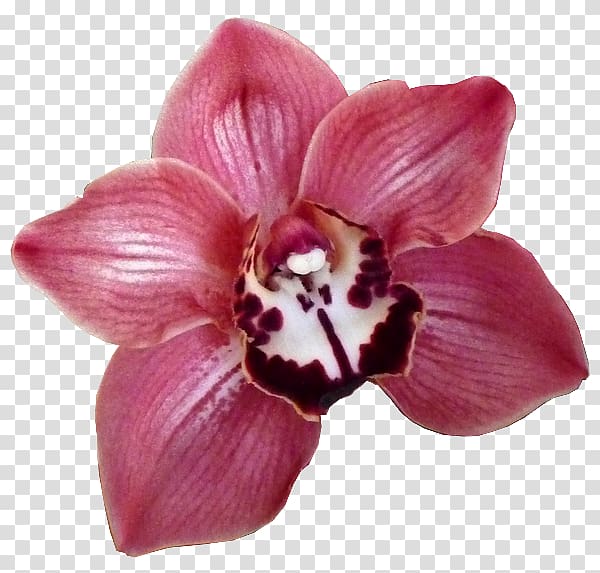 Moth orchids Cut flowers × Cambria, flower transparent background PNG clipart