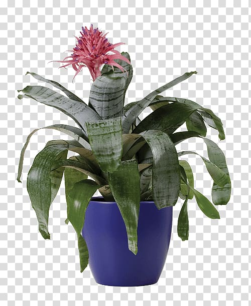 Aechmea fasciata Cut flowers Houseplant, plant transparent background PNG clipart