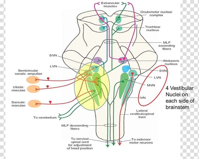 Medicine Vestibular nerve Vestibular system Lateral vestibular nucleus Therapy, organs transparent background PNG clipart