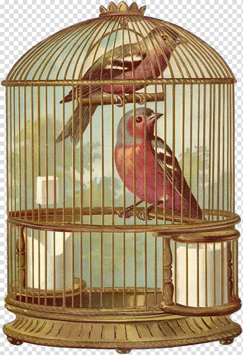 Birdcage Parrot Domestic canary, bird cage transparent background PNG clipart
