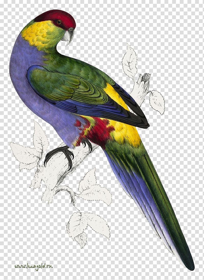 Bird Parrot Natural Histories: Extraordinary Rare Book Selections from the American Museum of Natural History Library Purple-naped lory Reptile, parrot transparent background PNG clipart