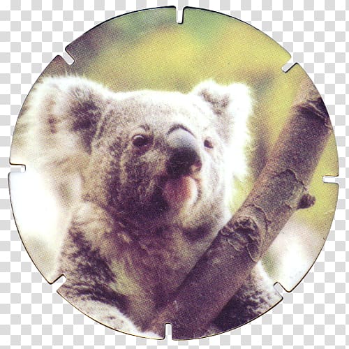 Koala Marsupial Mammal Animal Snout, koala transparent background PNG clipart