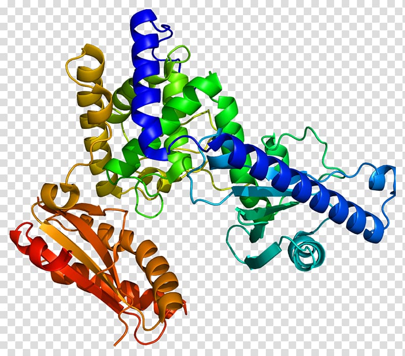 PAPOLA FIP1L1 Polynucleotide adenylyltransferase Protein CPSF1, transparent background PNG clipart