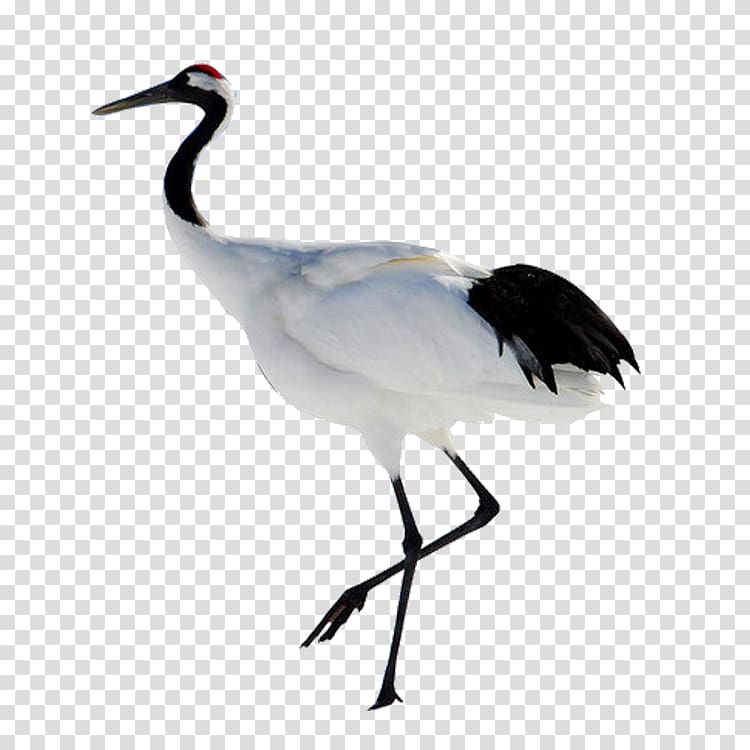 red-crowned crane transparent background PNG clipart