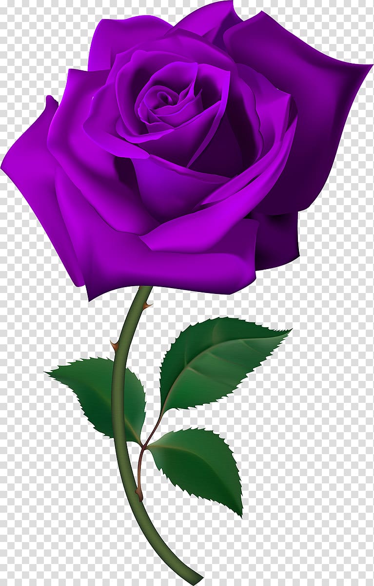 Free Rose , Free transparent background PNG clipart | HiClipart