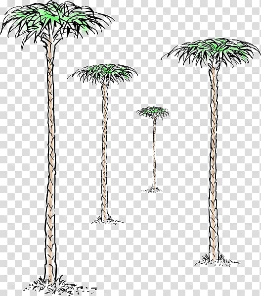 Asian palmyra palm Jade plant Tree Branch, tree transparent background PNG clipart