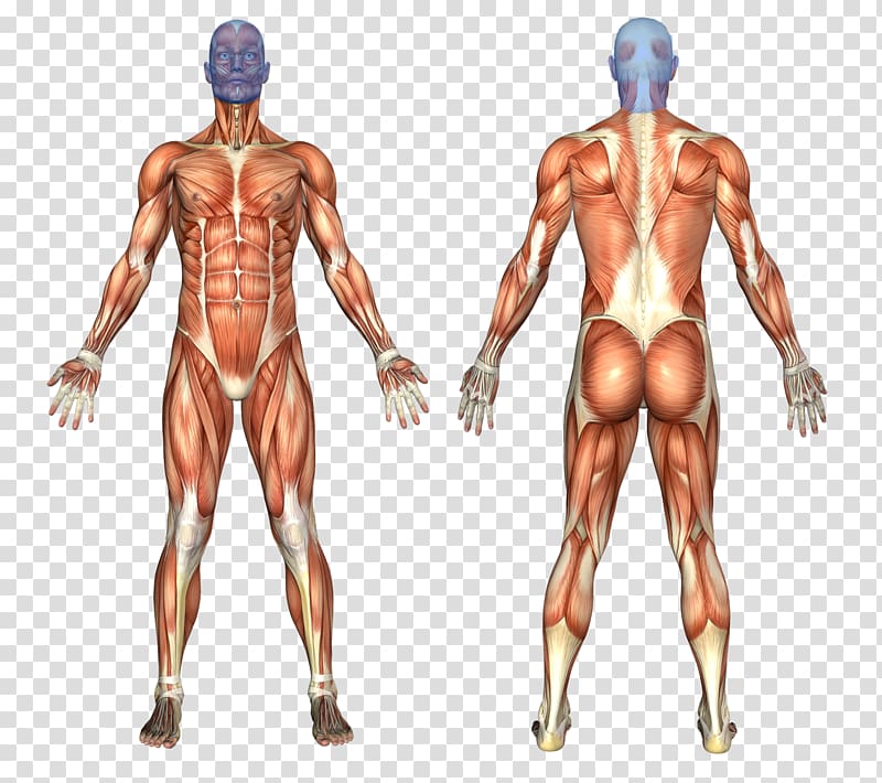 Muscular system Human body Human anatomy Muscle, the pleasing muscles of the water transparent background PNG clipart