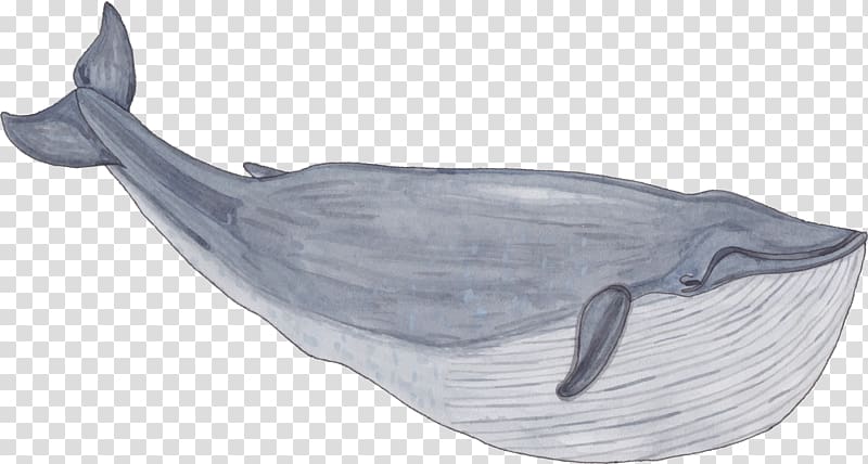 Balaenidae Whale Painting, Hand painted whale transparent background PNG clipart