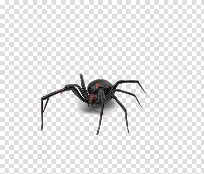 Southern black widow Spider, Black Spider transparent background PNG clipart
