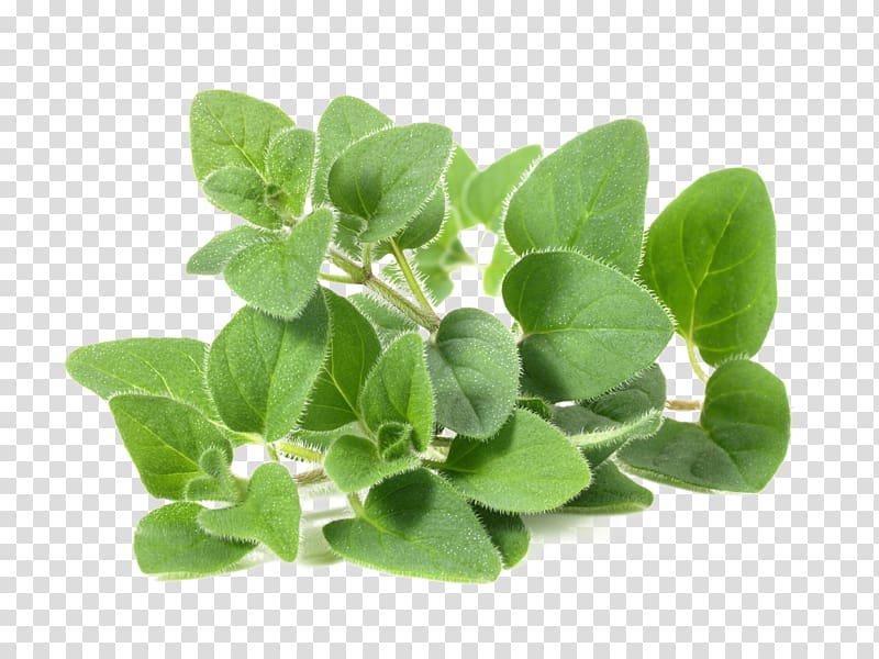 green leafed plant, Oregano Marjoram Tea Carvacrol Food, oregano transparent background PNG clipart