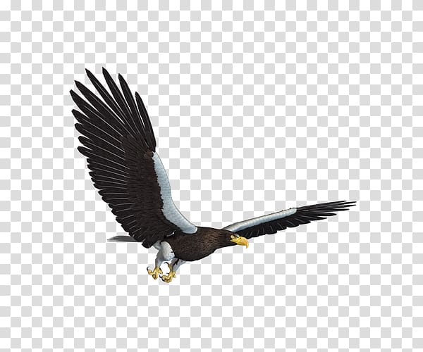 Eagle Flight, Flying Eagles transparent background PNG clipart