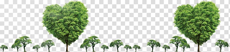 Tree Plant Arbor Day , plant transparent background PNG clipart