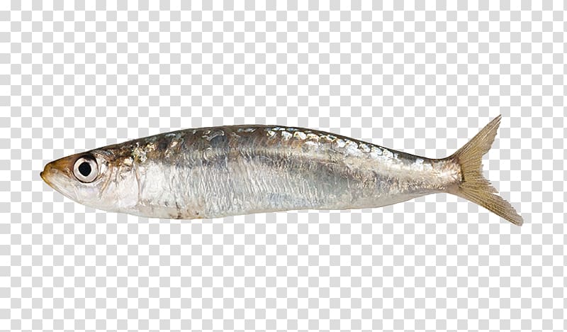 Sardine Fish Anchovy, fish transparent background PNG clipart