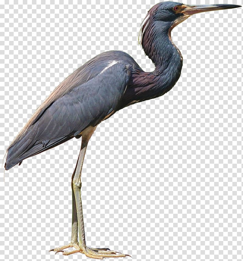 Little blue heron, others transparent background PNG clipart