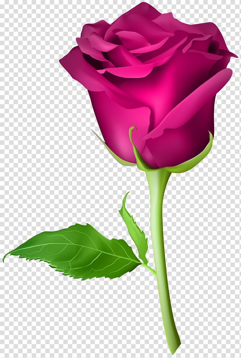 pink rose illustration, Blue rose Flower Bead, Rose Pink transparent background PNG clipart