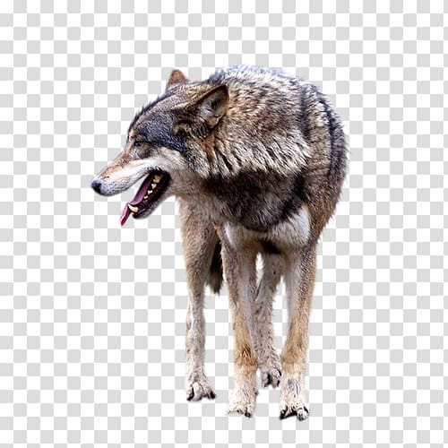 Gray wolf , Brown wolf transparent background PNG clipart
