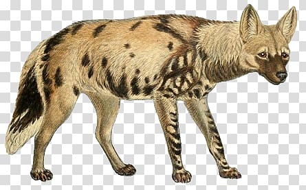 Hyena transparent background PNG clipart