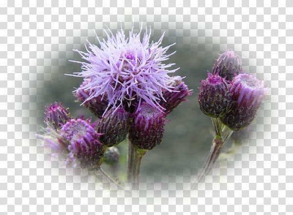 Thistle Cardoon Greater burdock Outer space Universe, others transparent background PNG clipart