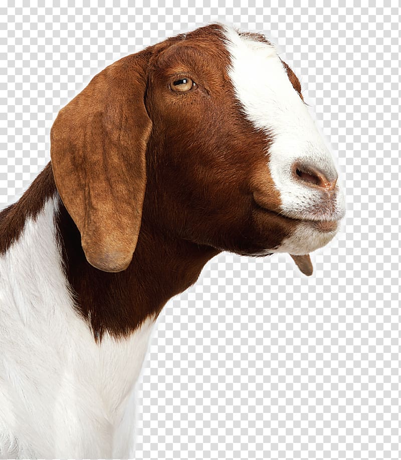 brown and white anglo-nubian goat , Goat cheese Sheep Baby Goats Alpaca, goat transparent background PNG clipart
