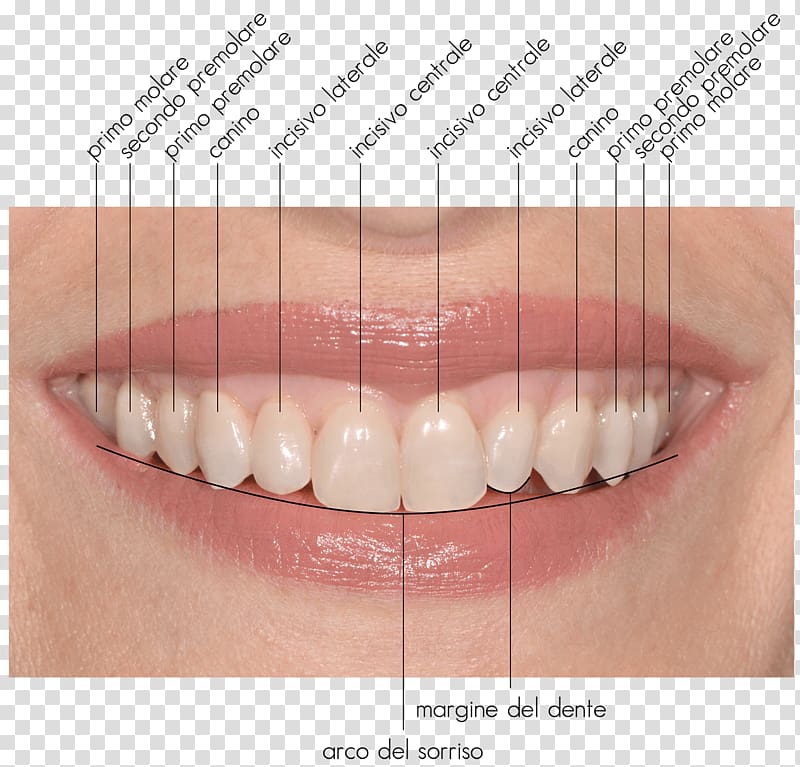 Tooth Close-up, Sorriso transparent background PNG clipart