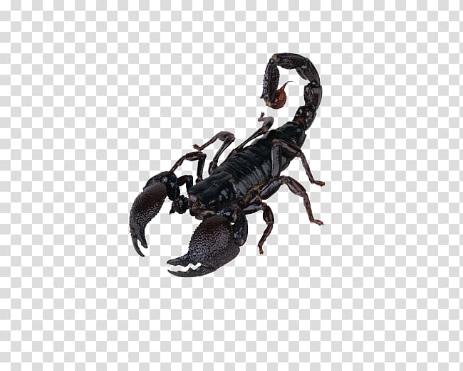 Scorpion , Scorpion transparent background PNG clipart