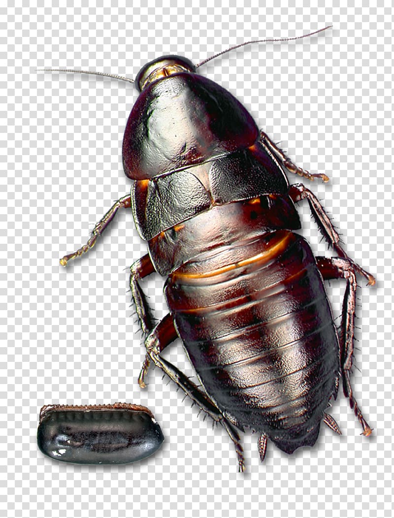 Florida woods cockroach Insect Florida woods cockroach Pest, cockroach transparent background PNG clipart