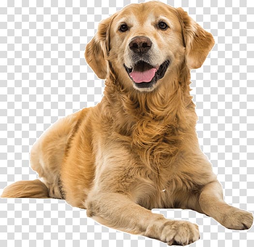 Golden Retriever Puppy Dog training Shock collar Dog Toys, golden retriever transparent background PNG clipart