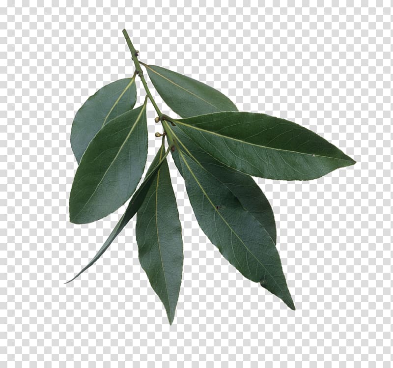 Bay Laurel Leaf Evergreen , Leaf transparent background PNG clipart