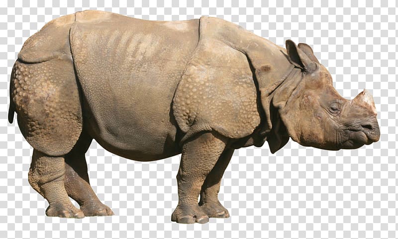 Rhinoceros , Rhinoceros transparent background PNG clipart