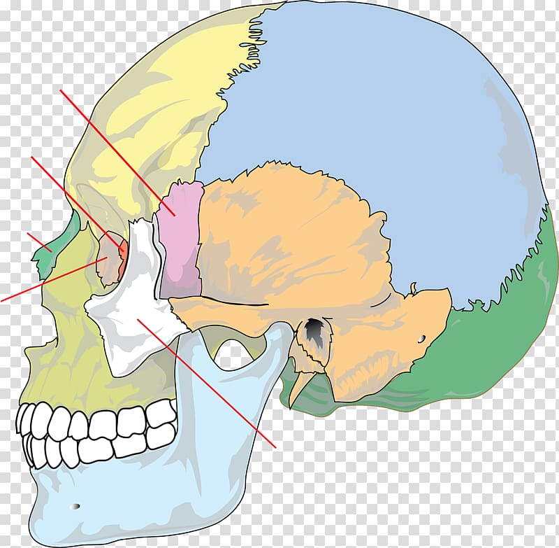 Skull Bone Anatomy Human skeleton Human body, skull transparent background PNG clipart